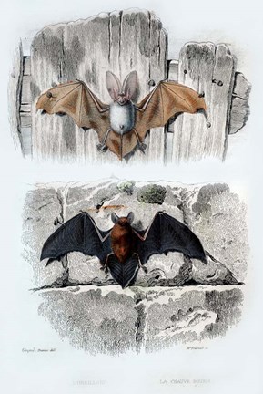 Framed Bats Print