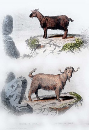 Framed Pair of Goats Print