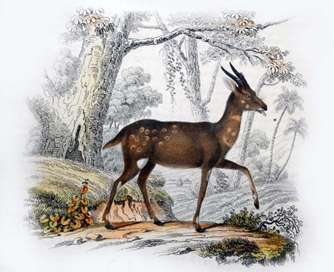 Framed Le Bosbok Print