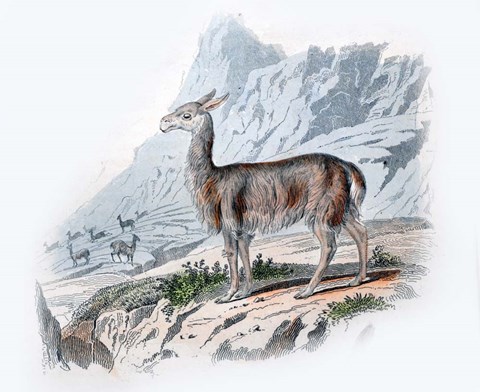 Framed Vicuna Print