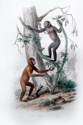 Framed Pair of Monkeys II Print