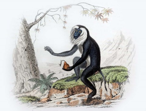 Framed Monkey III Print