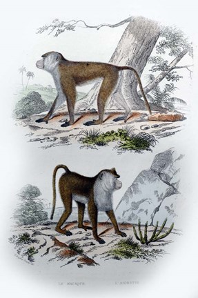 Framed Pair of Monkeys V Print