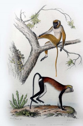 Framed Pair of Monkeys VII Print