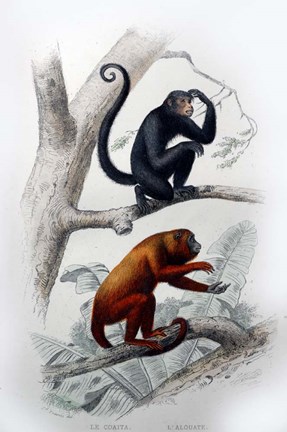 Framed Pair of Monkeys VIII Print