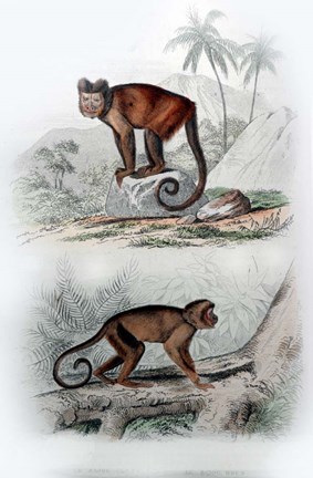 Framed Pair of Monkeys IX Print