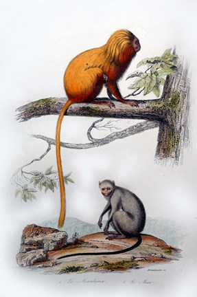 Framed Pair of Monkeys X Print