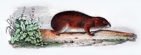 Framed Mammal VII Print