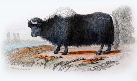 Framed Mammal IX Print