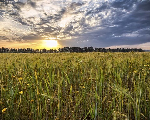 Framed Final Sunset Print
