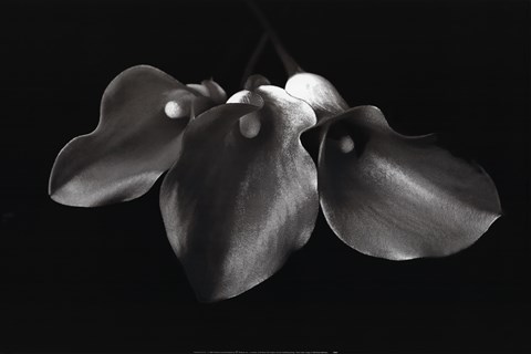 Framed Three Callas Print