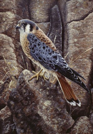 Framed Blue Hawk Print