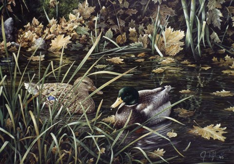 Framed Mallards Print