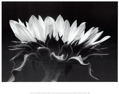 Framed Profile In Black &amp; White Print