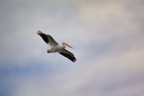 Framed Beautiful Day To Fly Print