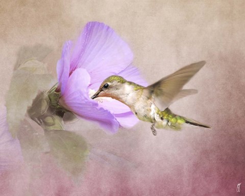Framed Taste of Nectar Hummingbird Print