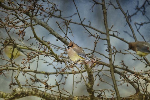 Framed Taste Of Sunshine Cedar Wax wings Print
