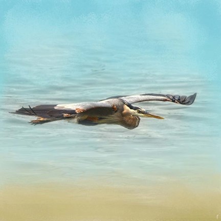 Framed Arrival Of The Blue Heron Print