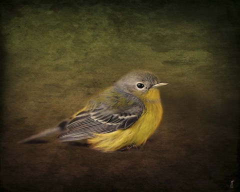 Framed Baby Warbler Print