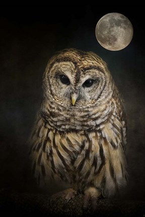 Framed Barred Owl And The Moon Print