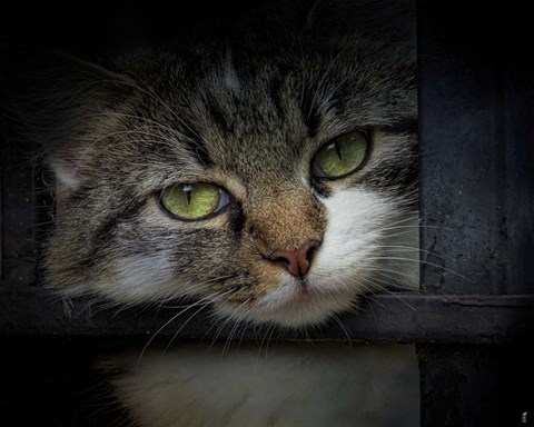 Framed Behind Bars Print