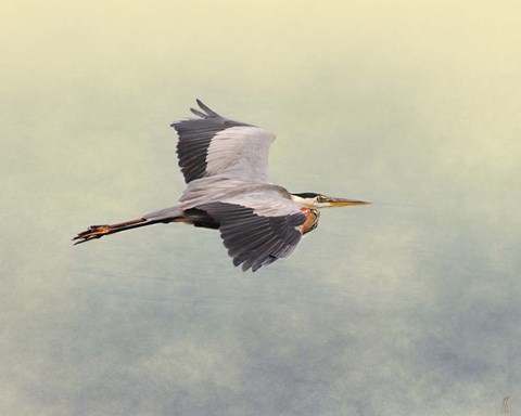 Framed Blue Heron In Flight 1 Print