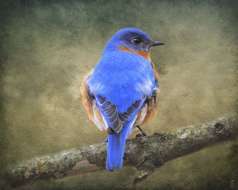 Framed Bluebird Portrait Print