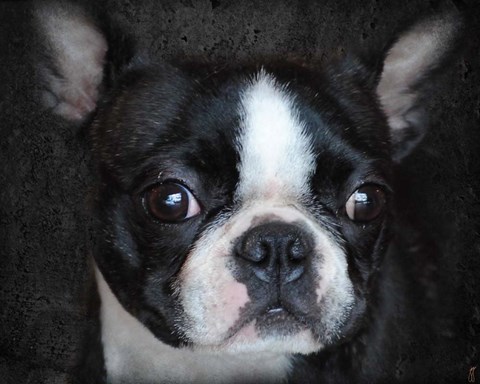 Framed Boston Terrier Portrait Print