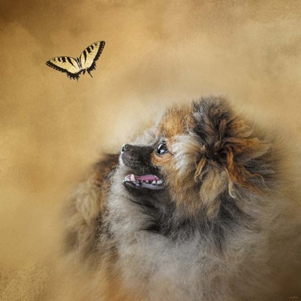Framed Butterfly Dreams Pomeranian Print