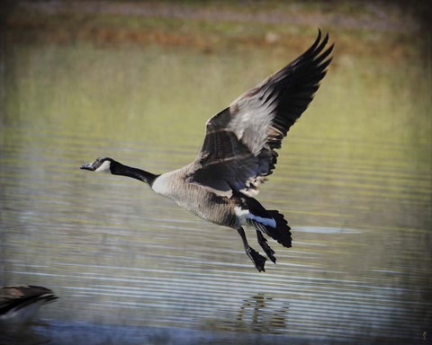 Framed Canadian Goose In Flight 1 Print