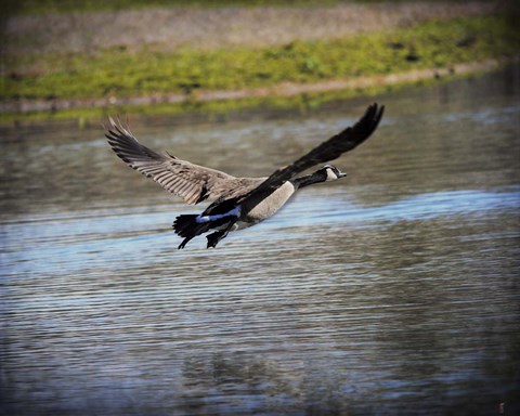 Framed Canadian Goose In Flight 2 Print