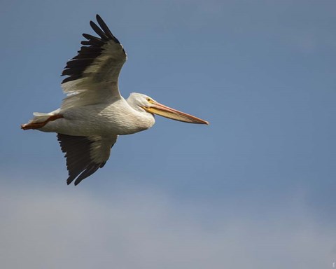 Framed Coasting Print