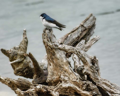 Framed Driftwood Song Print