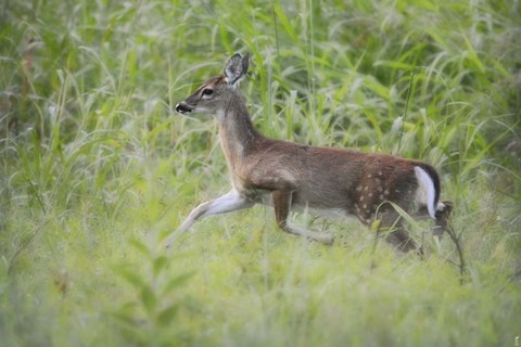Framed Fawn In October Print