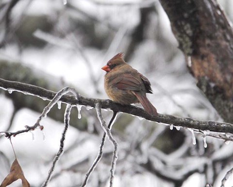 Framed Female Cardinal Braving The Cold Print