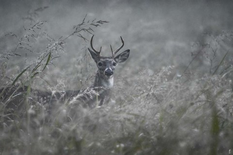 Framed Foggy Morning Buck Print