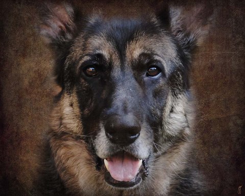 Framed German Shepherd Face Print
