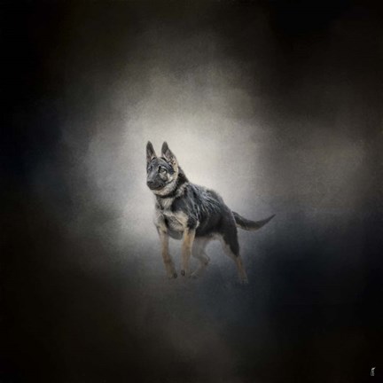 Framed German Shepherd Puppy Feet First Print