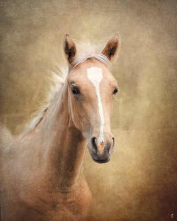 Framed Golden Girl Palomino Horse Print