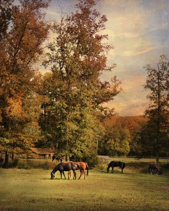 Framed Grazing In Autumn Print