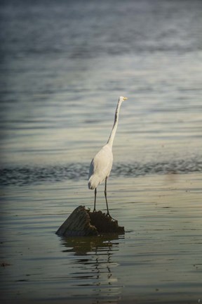 Framed Great White Egret At Sunrise Print