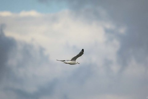 Framed Gull Over Paris Landing Print