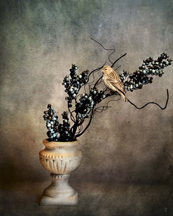 Framed House Finch and Berries Print