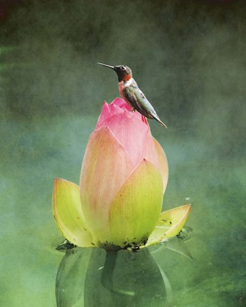 Framed Hummingbird And The Lotus Flower Print