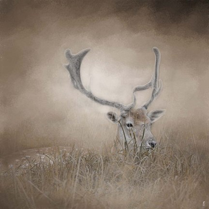 Framed In Plain Sight Sika Deer Print