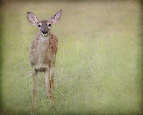 Framed Listening Ears White Tailed Fawn Print