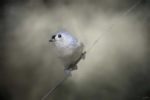 Framed Little Tufted Titmouse Print
