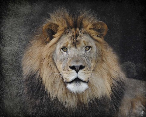 Framed Male Lion Portrait 1 Print