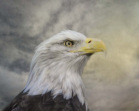 Framed Master Of The Skies Print