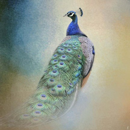 Framed Peacock 4 Print